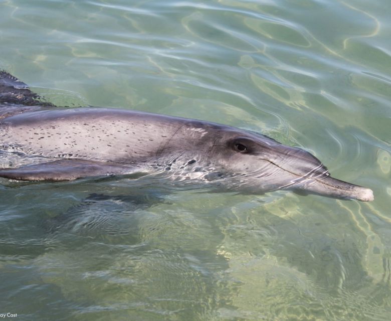 Dolphin At Monkey Mia 110381 © Tourism WA