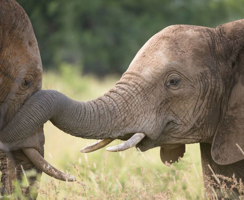 Sunway South Africa Kruger Elephants. Image credit: Bruce Taylor