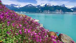 Sweet Peas Alsek Lake Alaska