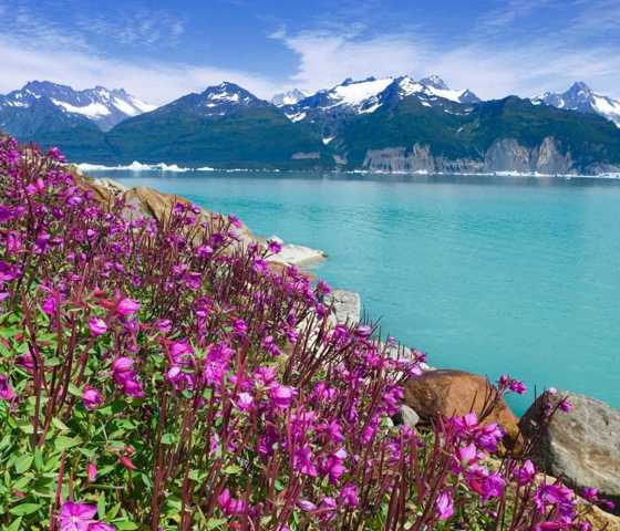 Sweet Peas Alsek Lake Alaska