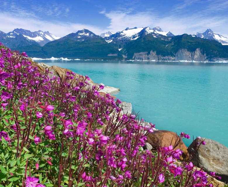 Sweet Peas Alsek Lake Alaska