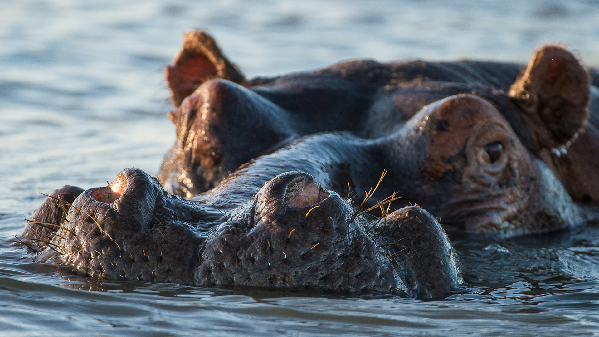 Sunway South Africa St Lucia hippo. Image credit: Bruce Taylor
