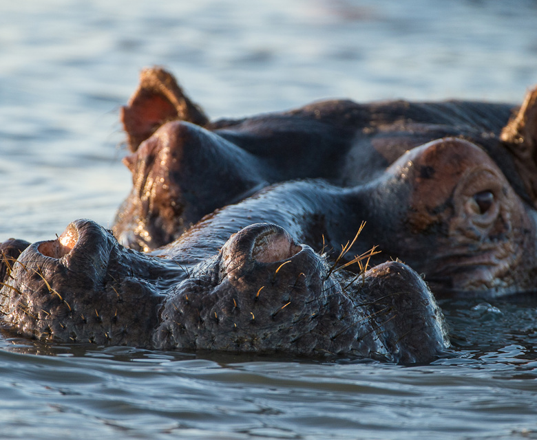 Sunway South Africa St Lucia hippo. Image credit: Bruce Taylor