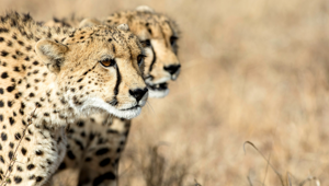 Sunway South Africa Kruger cheetah Bruce Taylor-