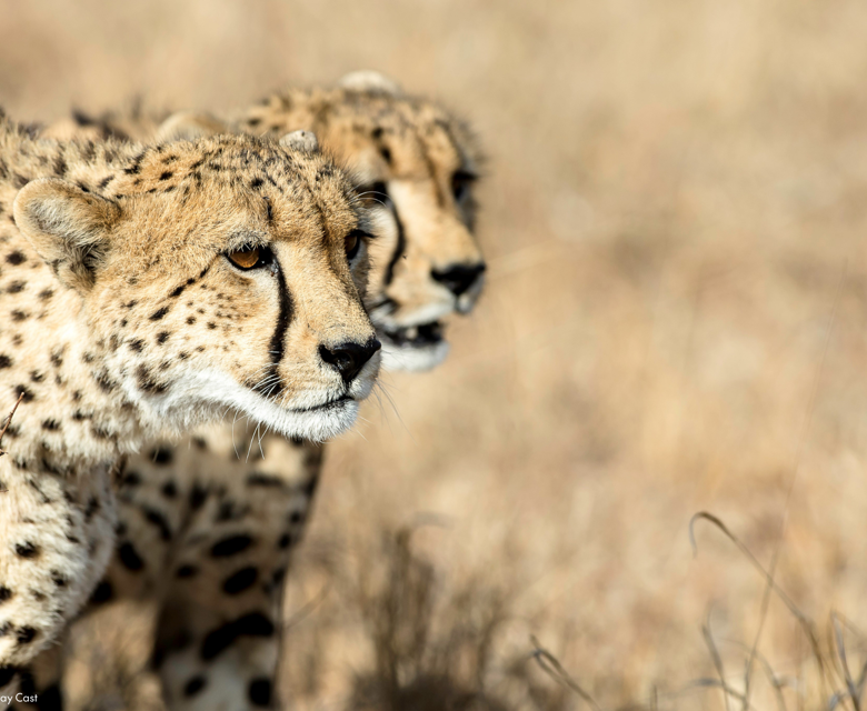 Sunway South Africa Kruger cheetah Bruce Taylor-