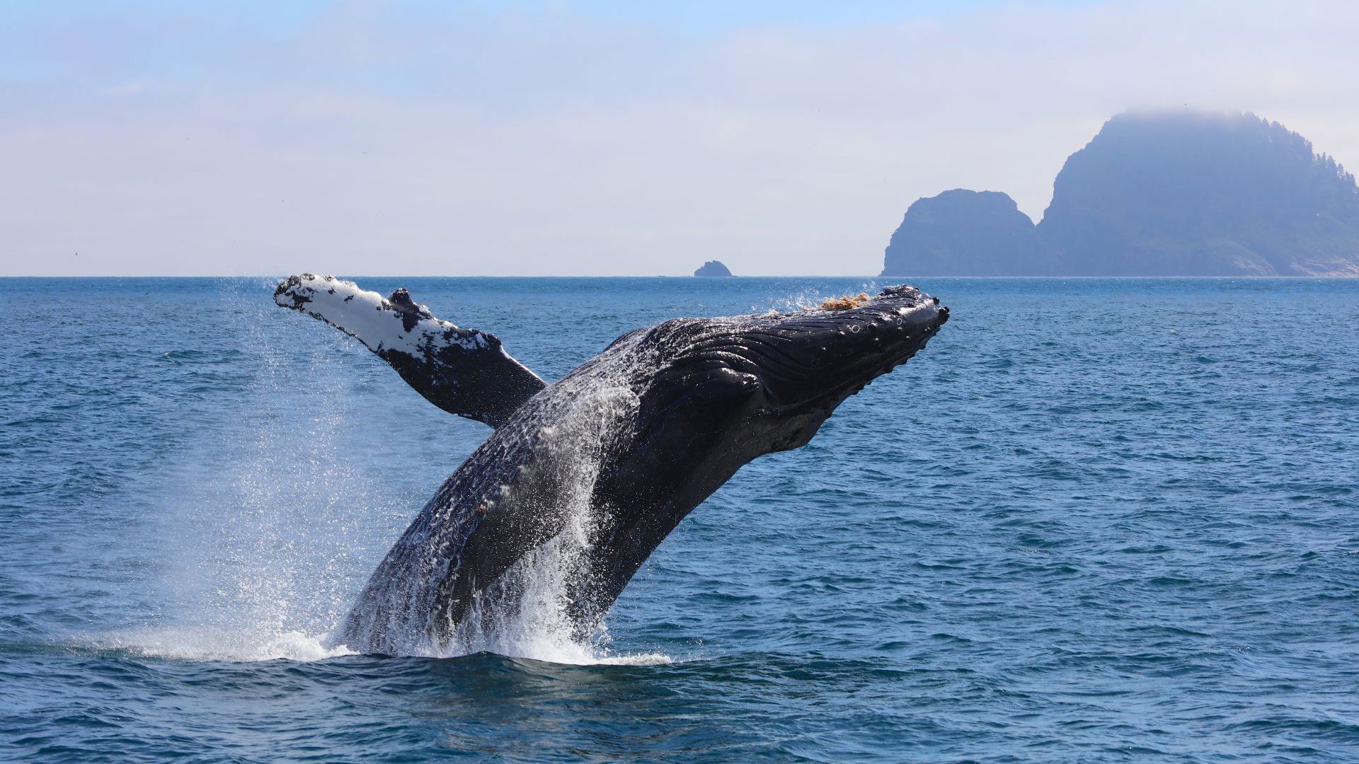 Globus Canada And Alaska Campaign Kenai Fjord NP