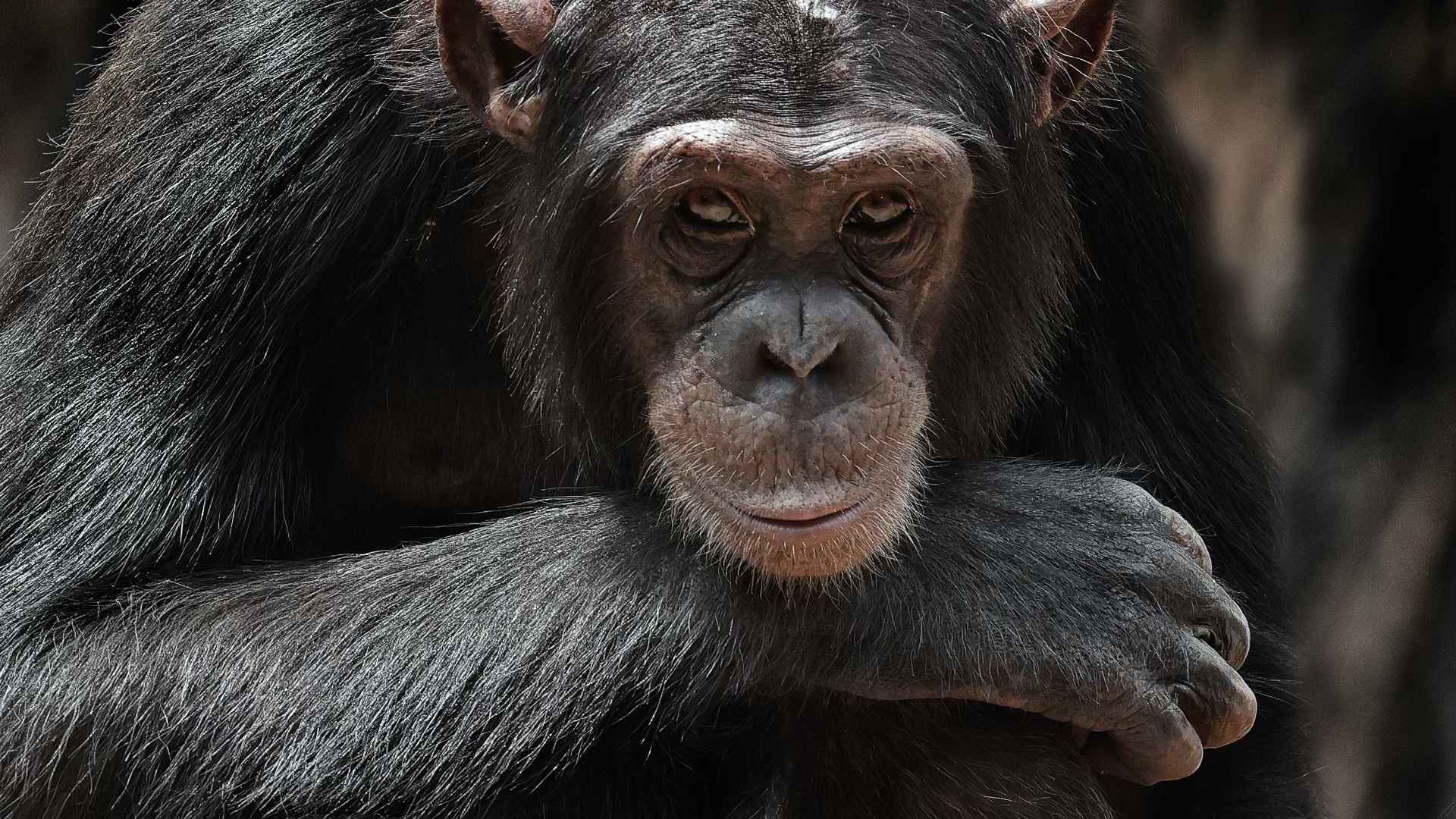 Swan Hellenic Sierra Leone