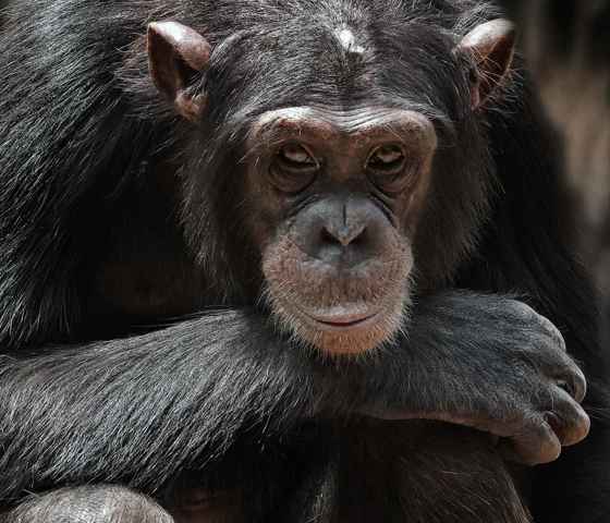 Wildlife in Sierra Lione, Africa
