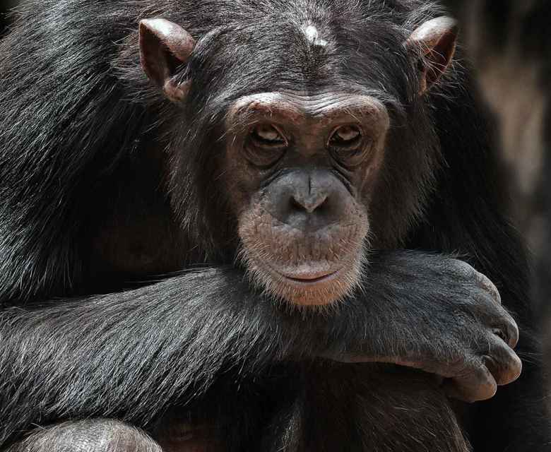 Swan Hellenic Sierra Leone