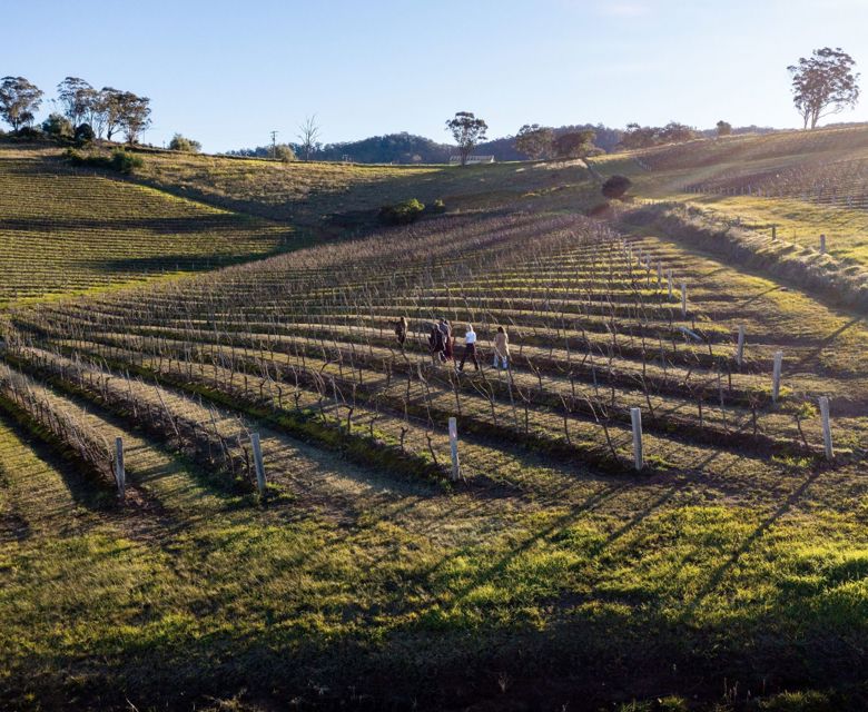 Hunter Valley Briar Ridge Vineyard © Destination NSW