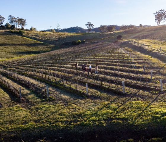 Hunter Valley Briar Ridge Vineyard © Destination NSW