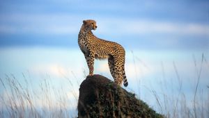 Abercrombie & Kent - Ultimate Great Migration (Getty Images 567062033)