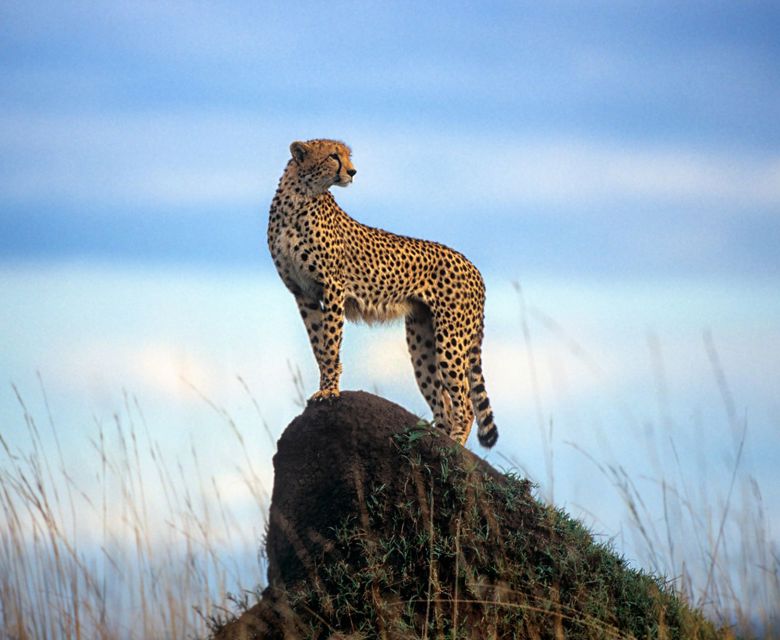 Abercrombie & Kent - Ultimate Great Migration (Getty Images 567062033)