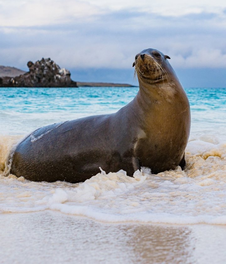 Sea lion in Española Island - Galápagos 