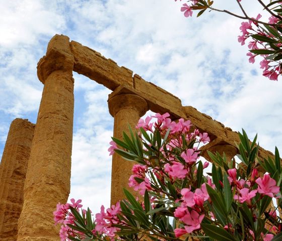 Mediterranean Agrigento Palermo Italy excursion Temples Valley view archaeological site Era Lacinia flower