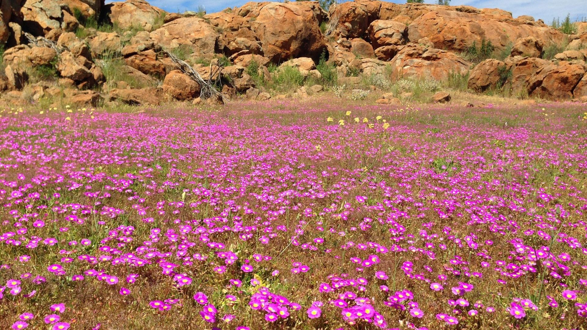 WA Wildflowers