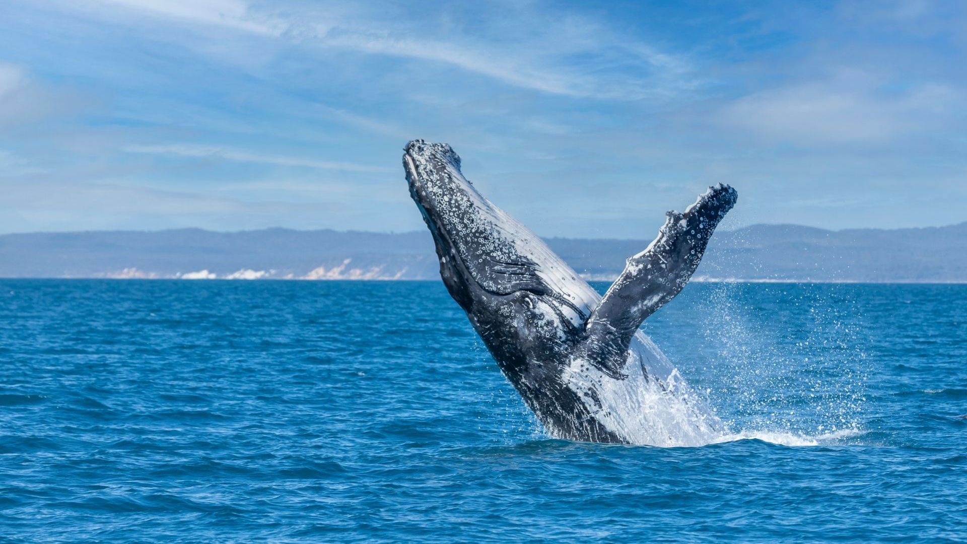 Whale breaching in Australia - Image credit: Getty Images