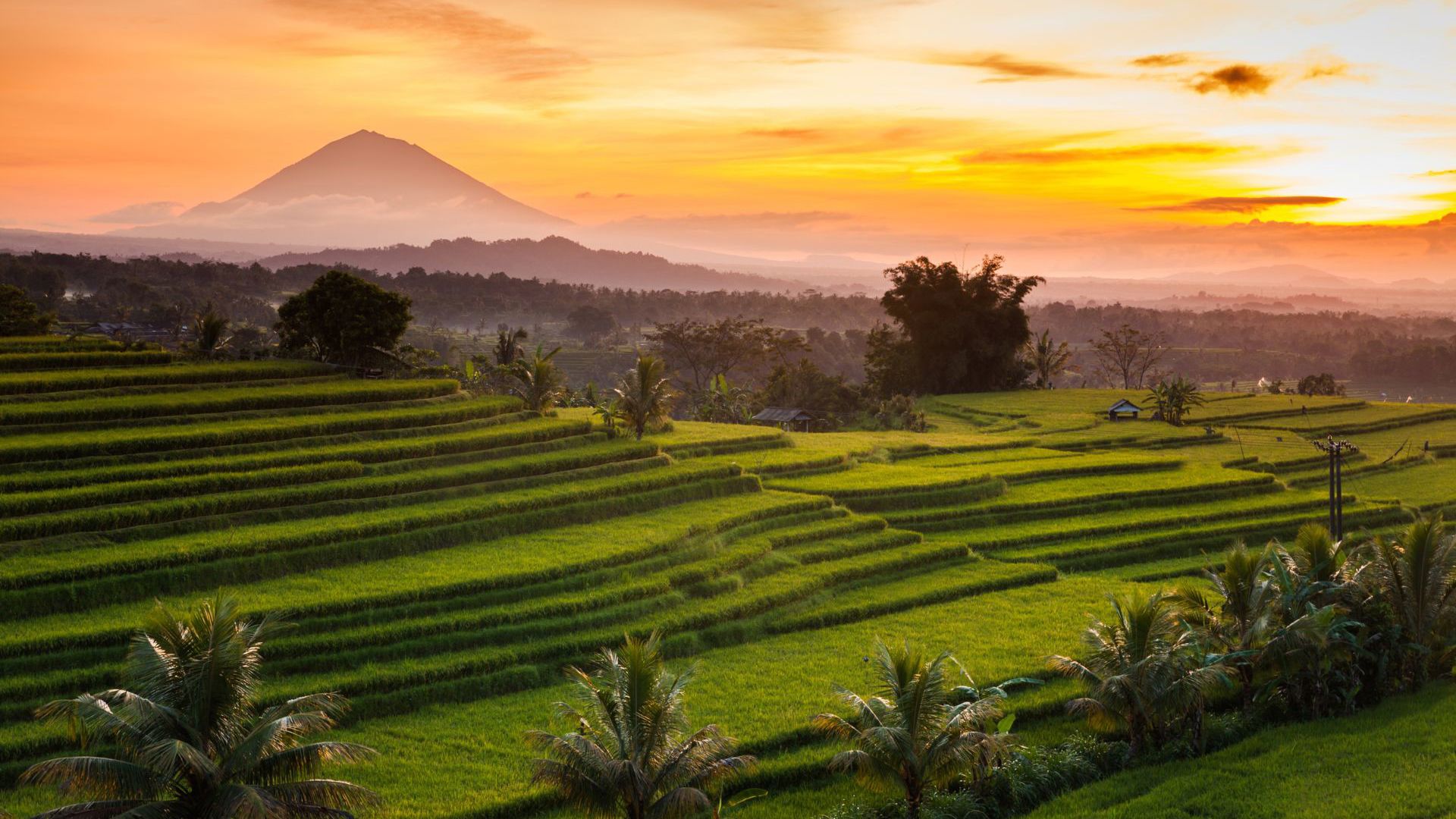 Bali's rice terraces. Image Credit: Getty