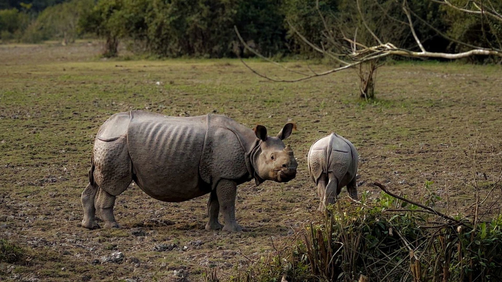 Kaziranga National Park