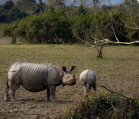 Kaziranga National Park