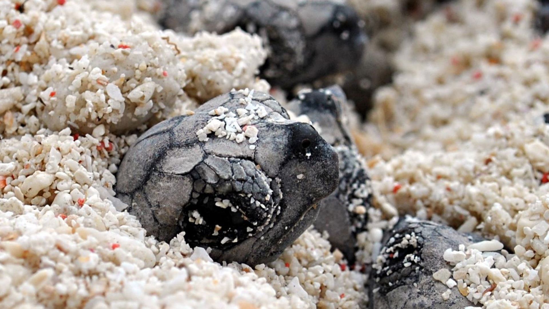 Lady Elliot Island Eco Resort - Turtle