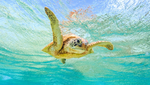 Willis Island, Australia Sea Turtle