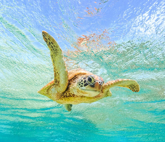 Willis Island, Australia Sea Turtle