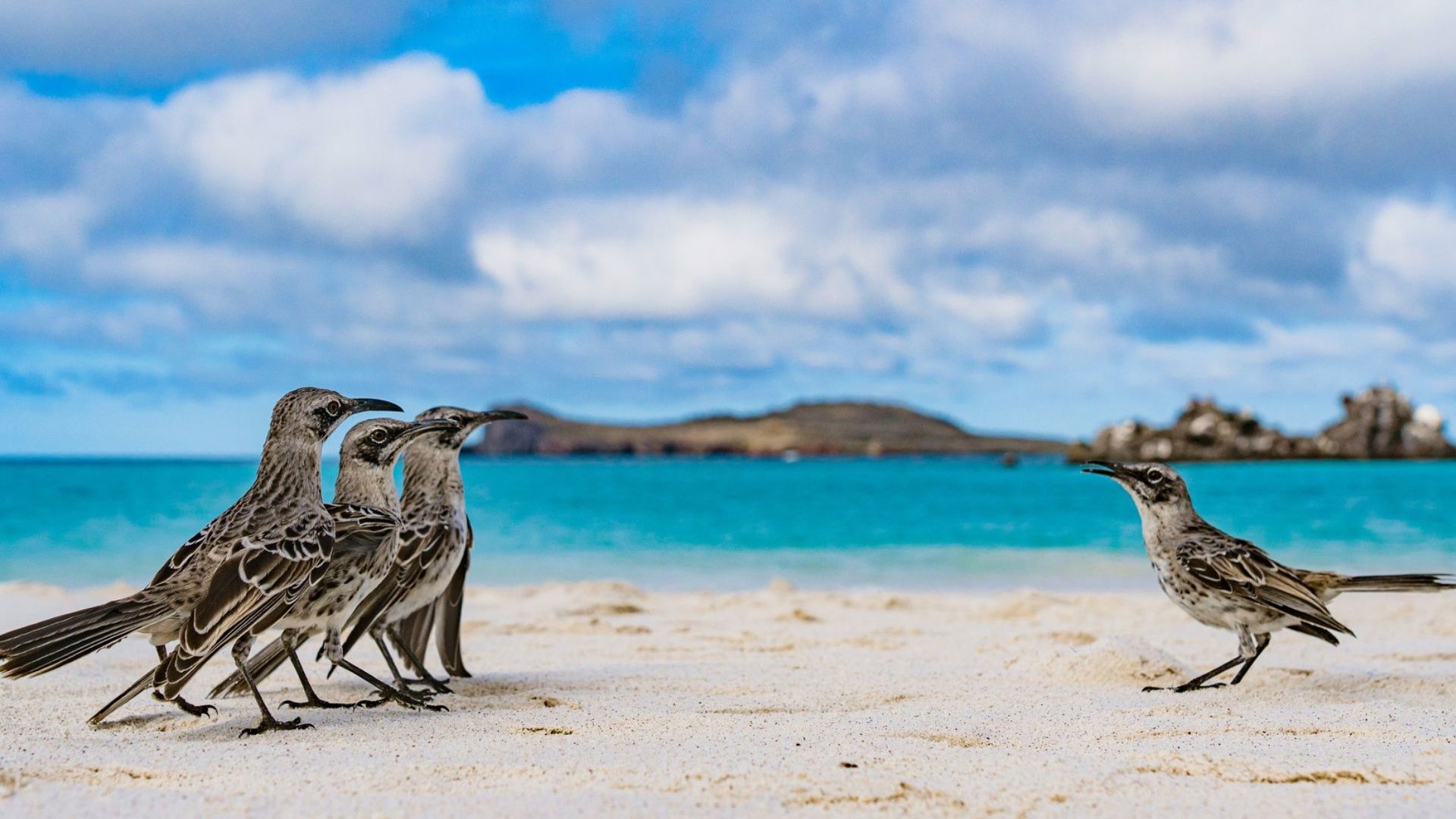 Española Island - Galapagos Mockingbird