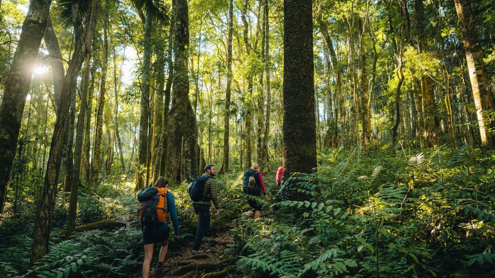 Scenic Rim Trail Gondwana Rainforest