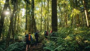 Scenic Rim Trail Gondwana Rainforest