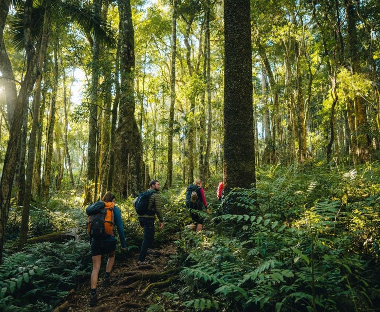 Scenic Rim Trail Gondwana Rainforest