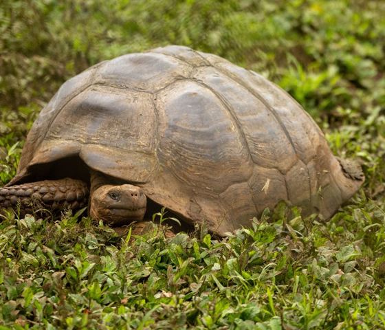Giant Tortoise