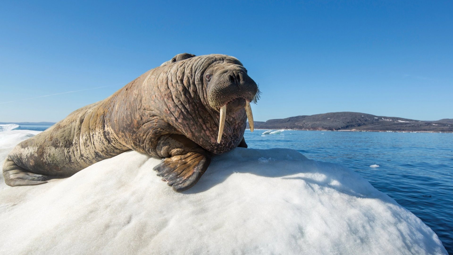 Northwest Passage Experience - Walrus
