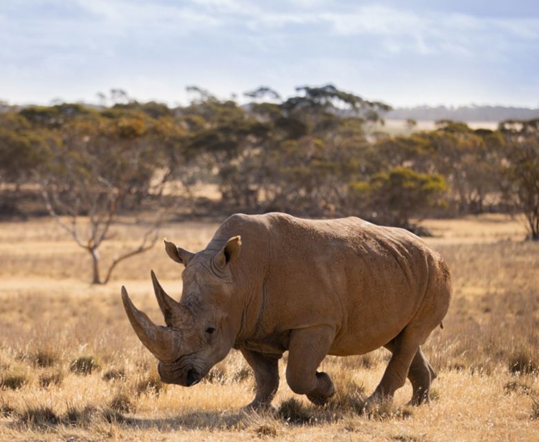 Monarto Safari Resort Rhino