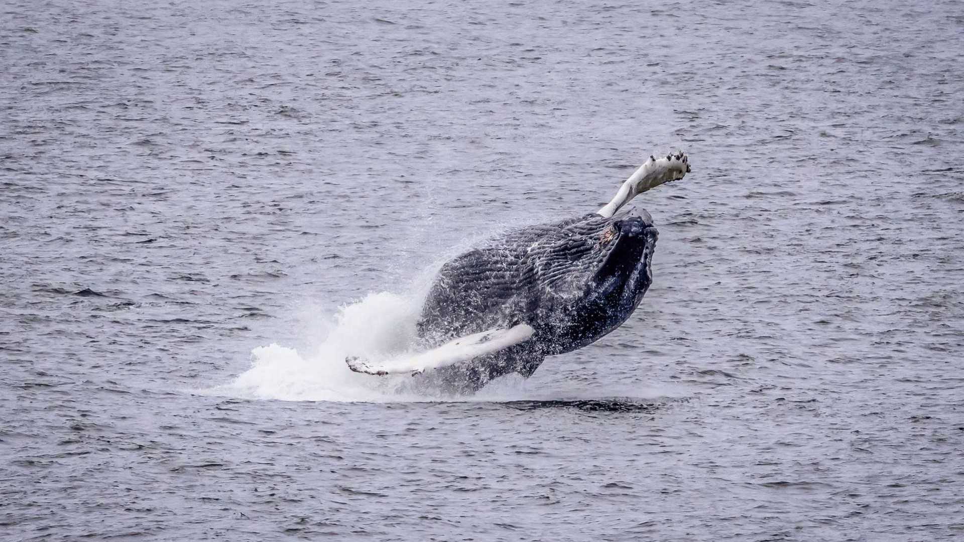 Humpback Whale - Alaska