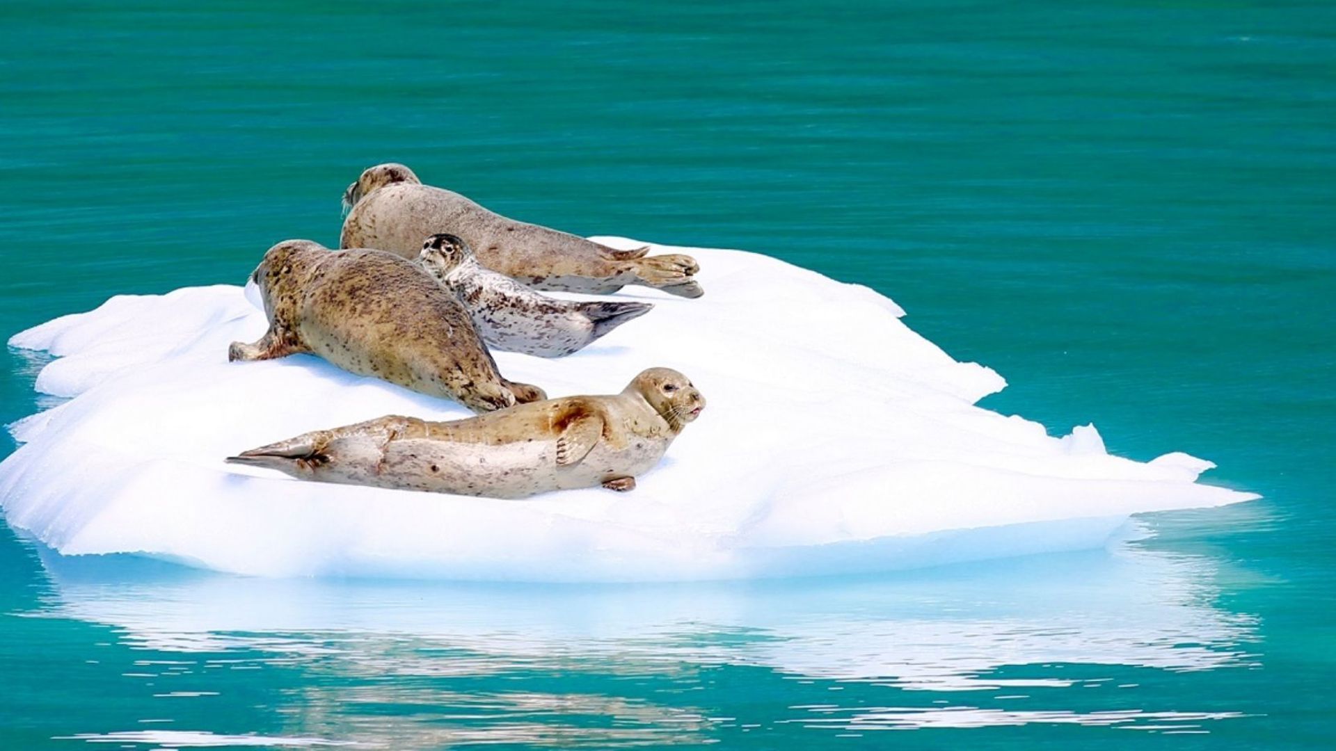 Seal in Juneau Alaska