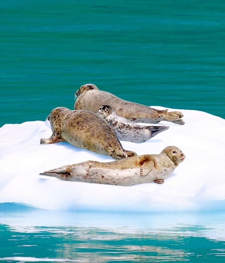Alaska Juneau Seal