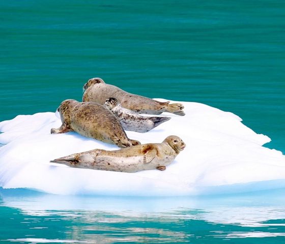  Alaska Juneau Seal