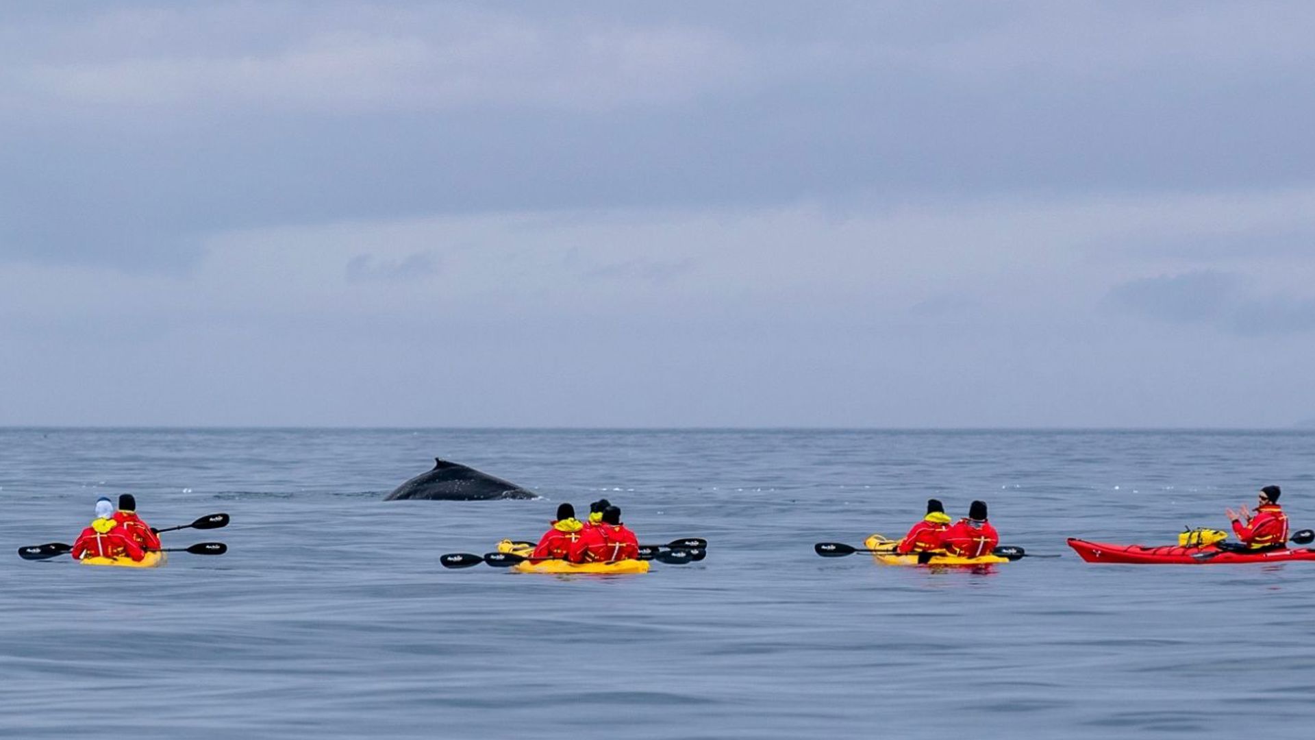  Cierva Cove Kayakers With Humpback Whale