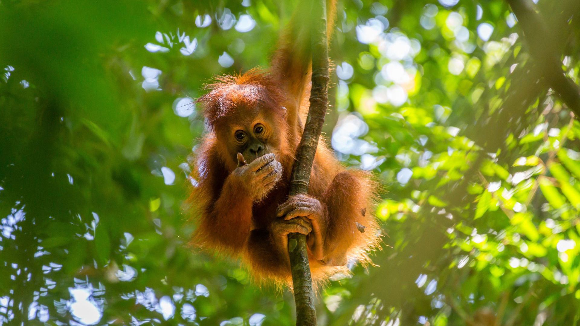 Indonesia's national parks are full of wildlife. Image Credit: Getty