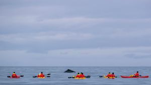 Antarctica Cierva Cove Kayakers With Humpback