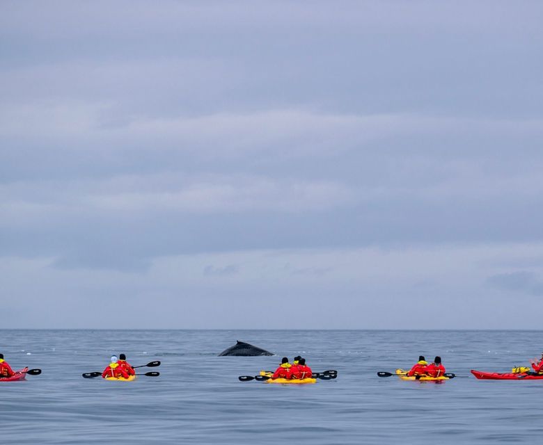 Antarctica Cierva Cove Kayakers With Humpback