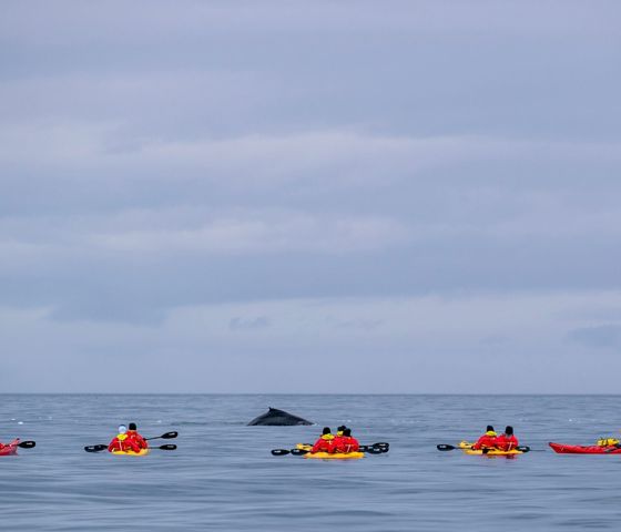 Antarctica Cierva Cove Kayakers With Humpback