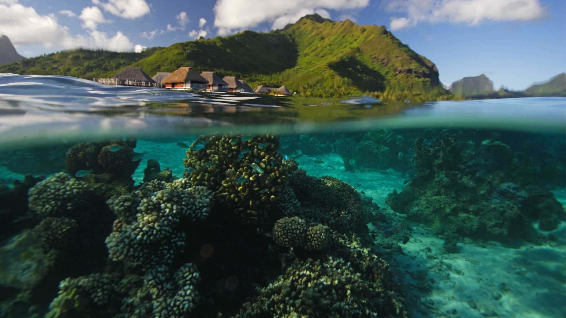  Tahiti Moorea Coral Reef - Image credit: Getty Images