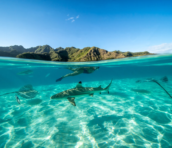 Snorkeling With Sharks And Rays In Moorea, Society Islands, French Polynesia