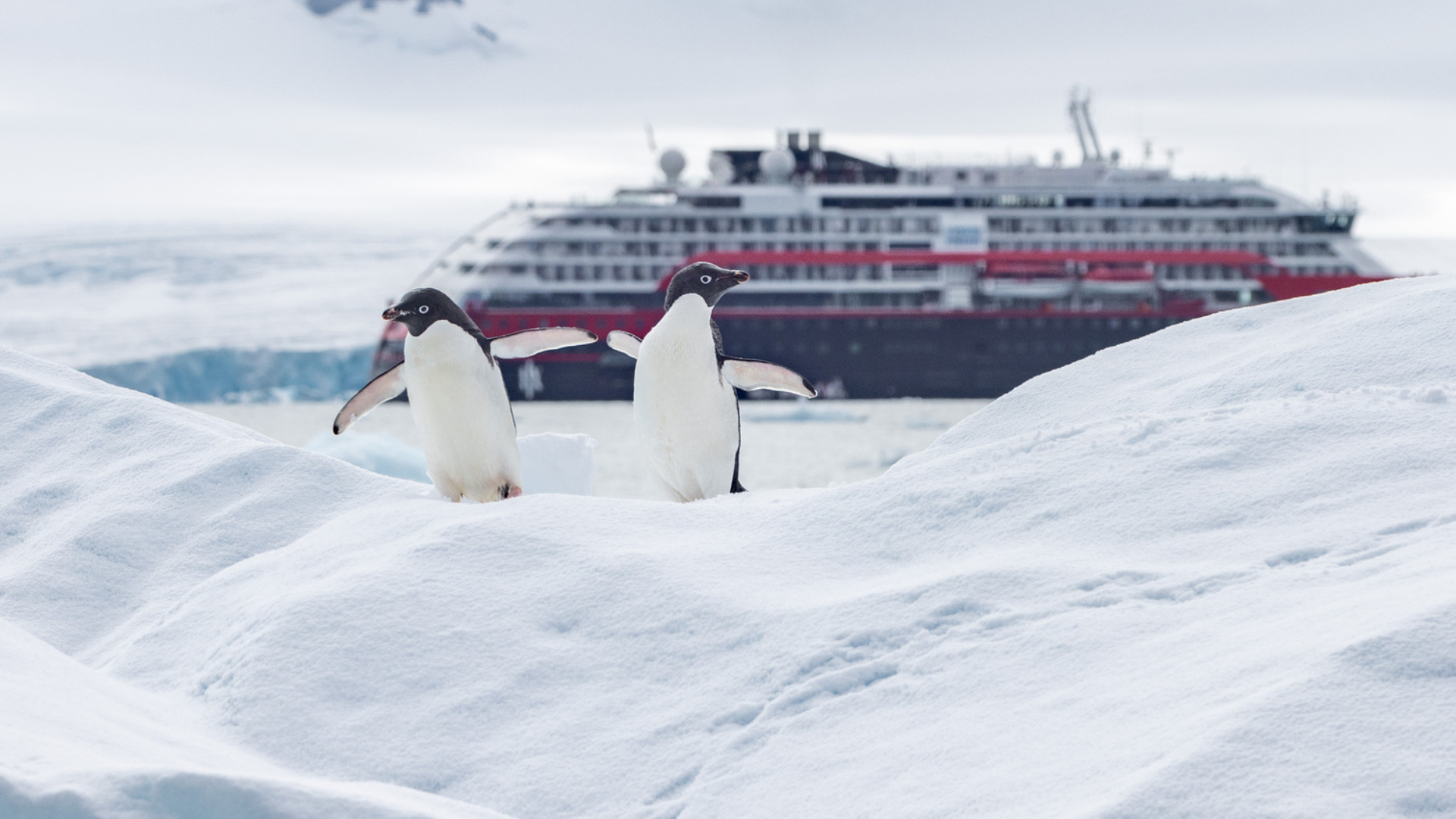Penguins in Antarctica
