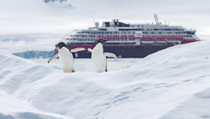 Penguins in Antarctica