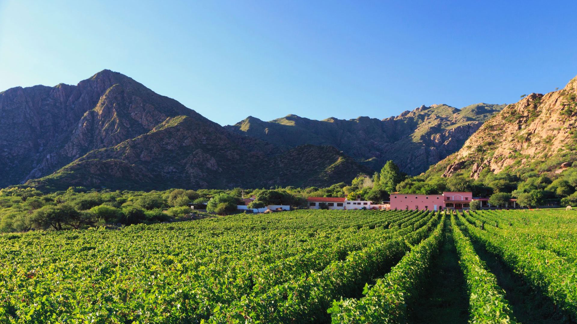 Grapes growing in Argentinian winery. Image Credit: Getty