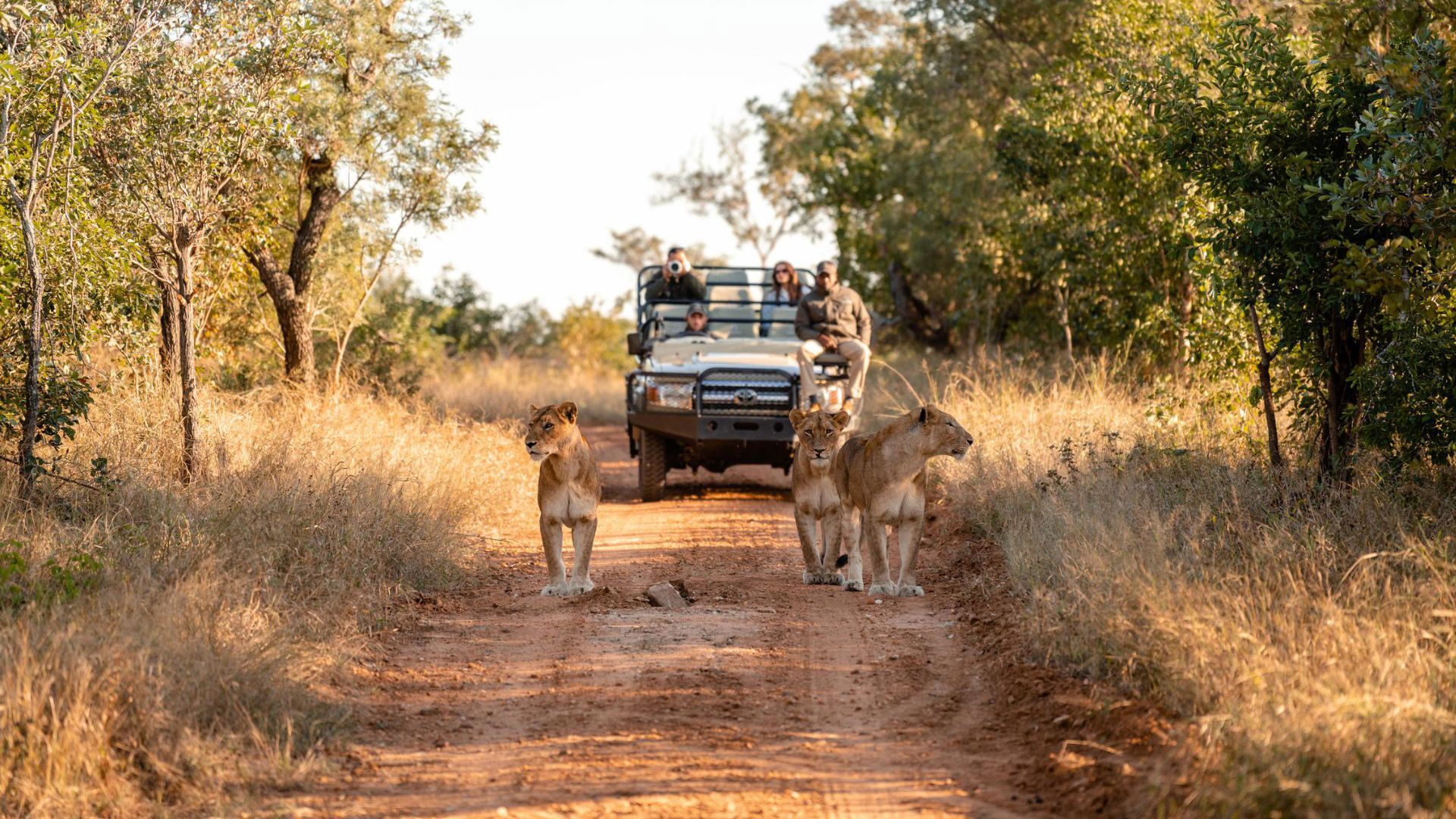 Cape to Kapama - Kapama Wildlife Game Drive_1