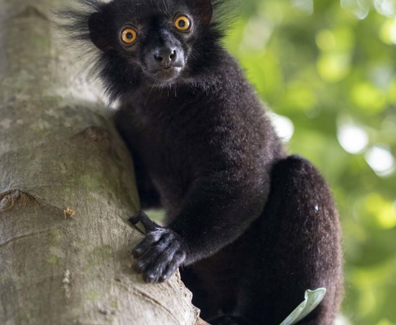 Magical Madagascar - Black Lemur